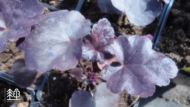 Heuchera   'Obsidian'